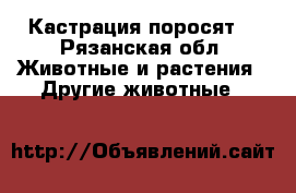 Кастрация поросят. - Рязанская обл. Животные и растения » Другие животные   